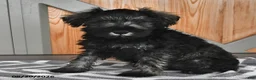 Miniature Schnauzer dogs for sale: Maggie - Ad 3