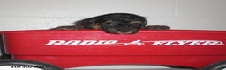 Yorkiepoo dogs for sale: Tyler - Ad 16