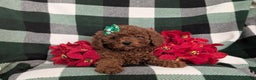 Miniature Poodle dogs for sale: Chanelle Ready for Christmas - Ad 6