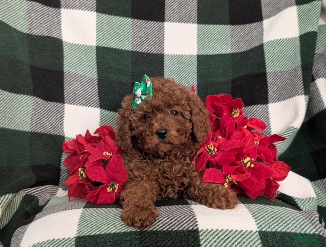 Miniature Poodle dogs for sale: Chanelle Ready for Christmas - Ad 6