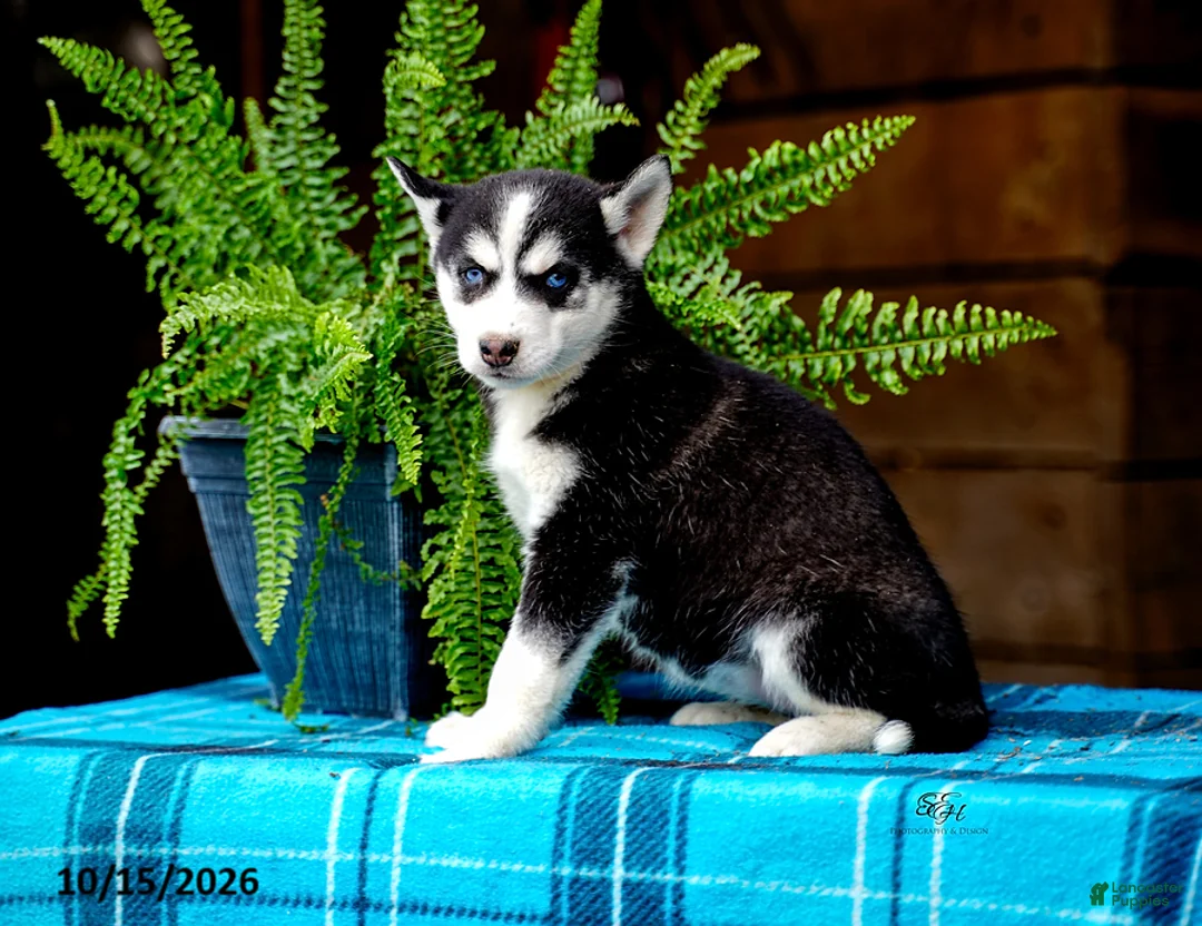 Pomsky dogs for sale: Twila - Ad 2