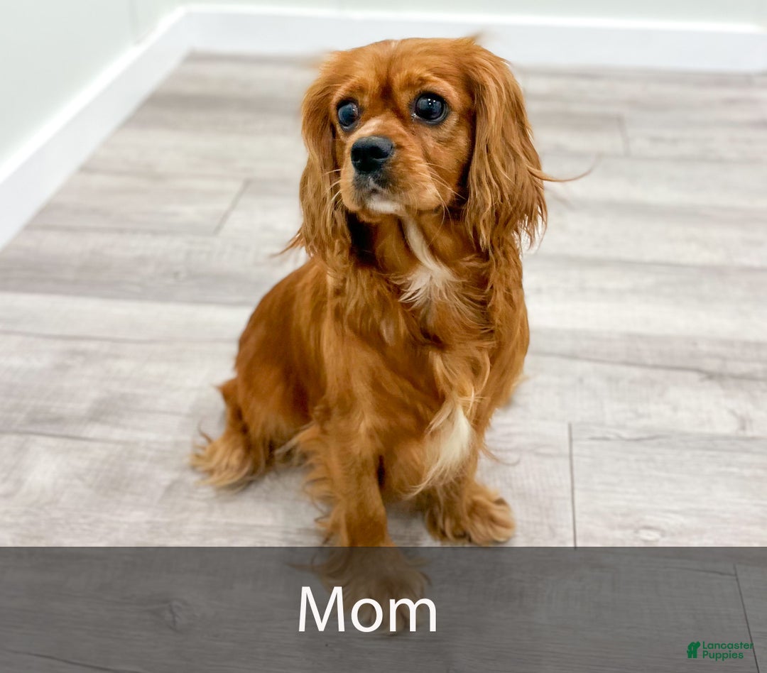 Cavalier King Charles Spaniel dogs for sale: Buster - Ad 7