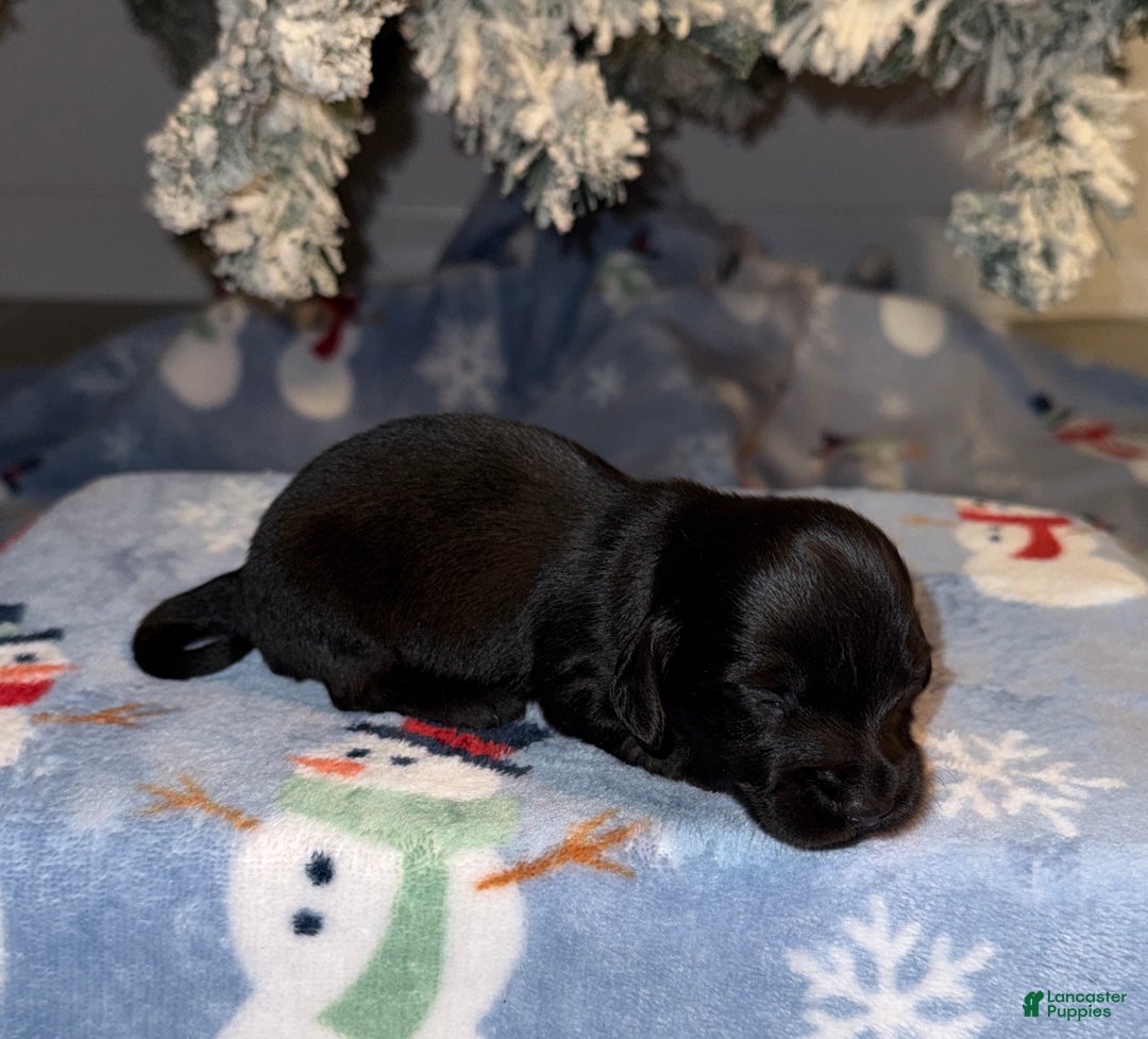 Miniature Dachshund dogs for sale: Dustin - Ad 3