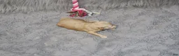 Havapoo dogs for sale: Pearl 🌷 Toy/Miniature - Ad 36