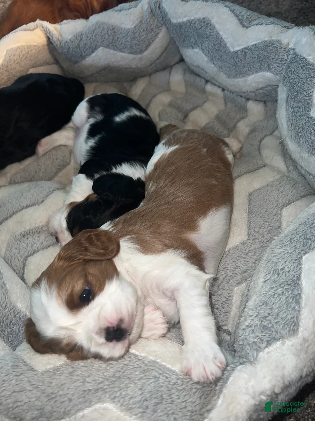 Cavalier King Charles Spaniel dogs for sale: Lincoln - Ad 1