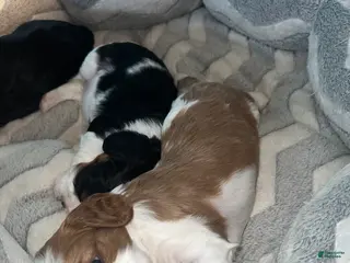 Cavalier King Charles Spaniel dogs for sale: Lincoln - Ad 2