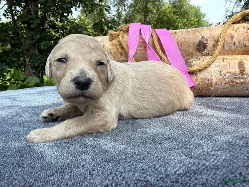 Mixed Breed dogs Strawberry (Girl) - Ad 2