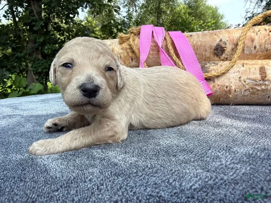 Mixed Breed dogs for sale: Strawberry (Girl) - Ad 2