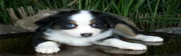 Miniature Australian Shepherd dogs for sale: Rosie - Ad 3