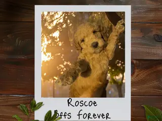 Goldendoodle dogs for sale: Roscoe - Ad 4