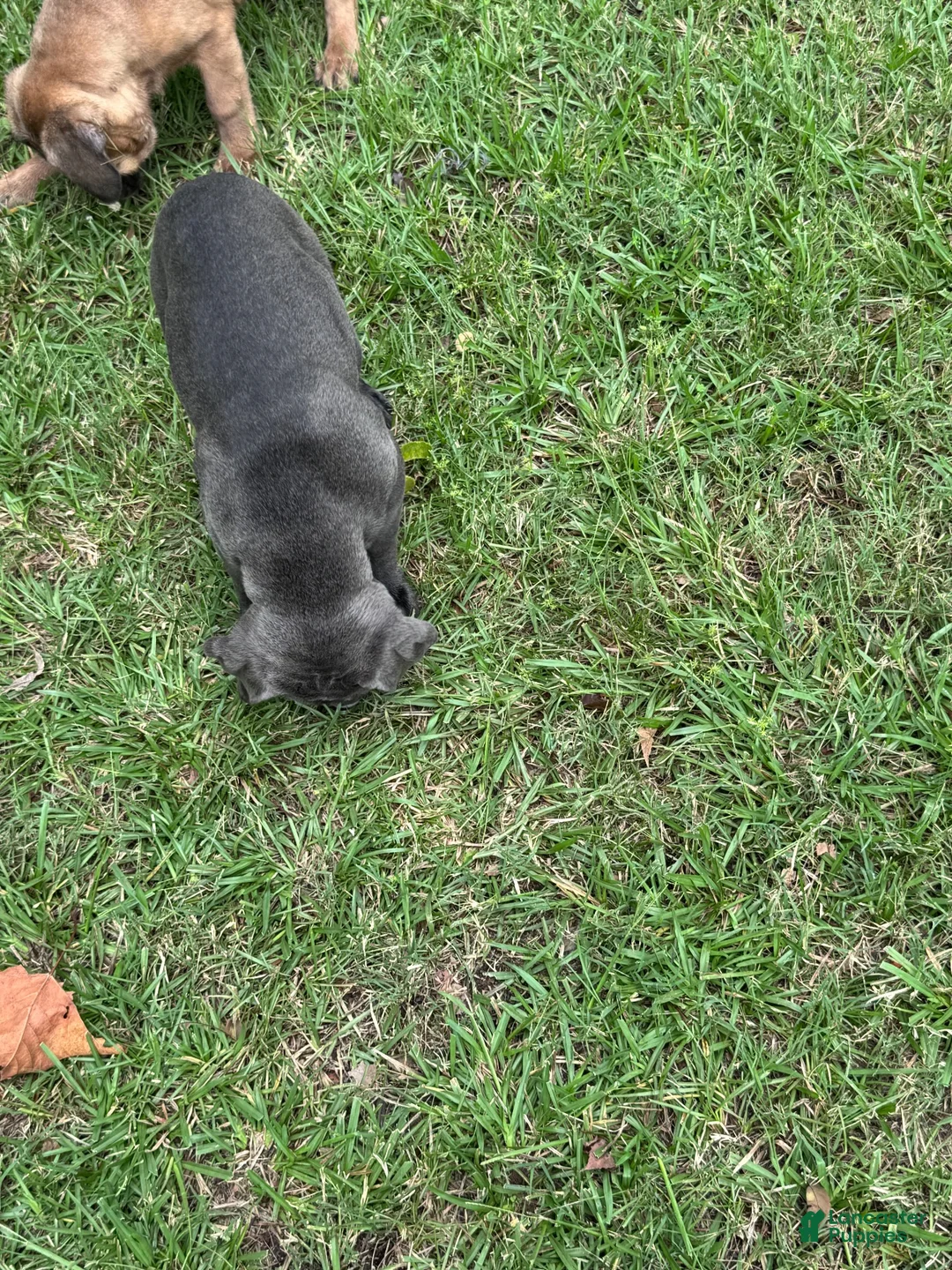 Cane Corso dogs for sale: Cane Corso 2 - Ad 43