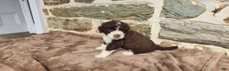 Portuguese Water Dog dogs for sale: Elizabeth - Ad 9