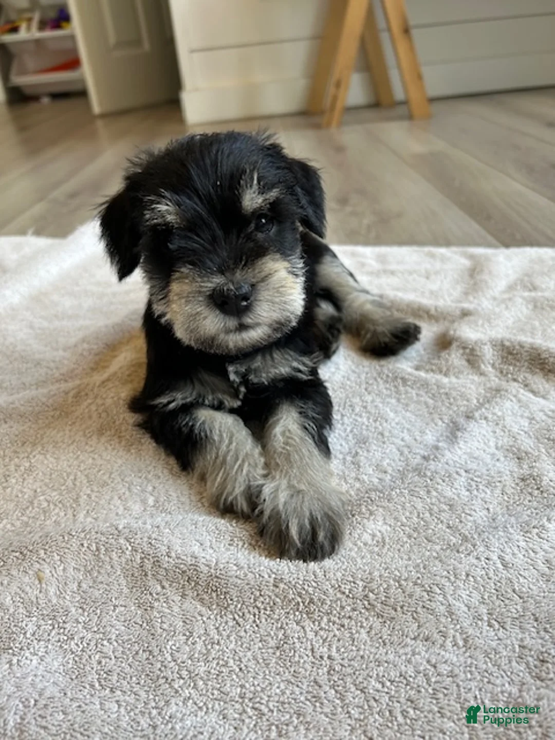 Miniature Schnauzer dogs for sale: Cassy - Ad 1