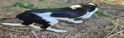 Border Collie dogs for sale: I-dog - Ad 8