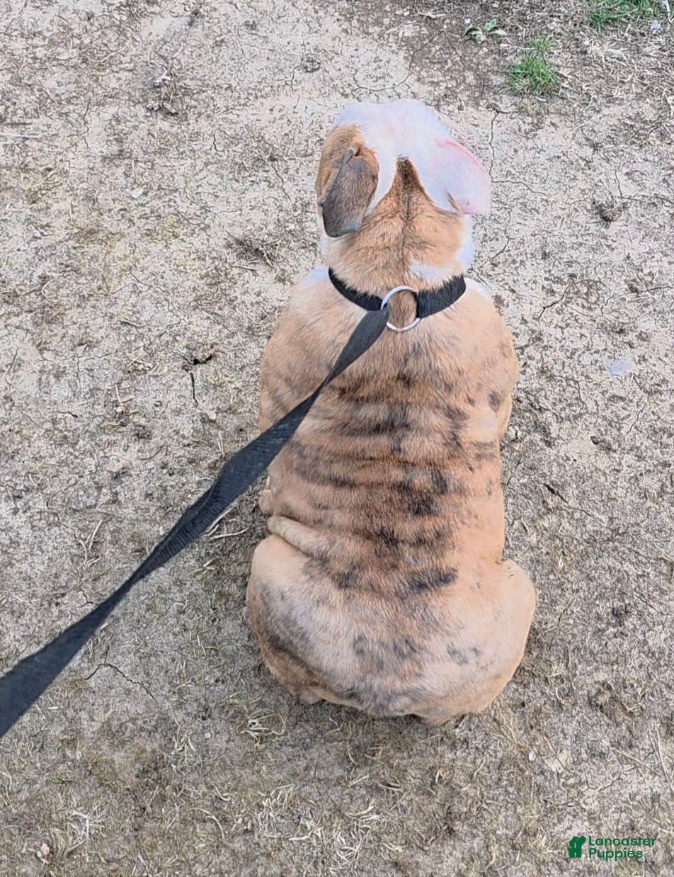 English Bulldog dogs Ambition  - Ad 2