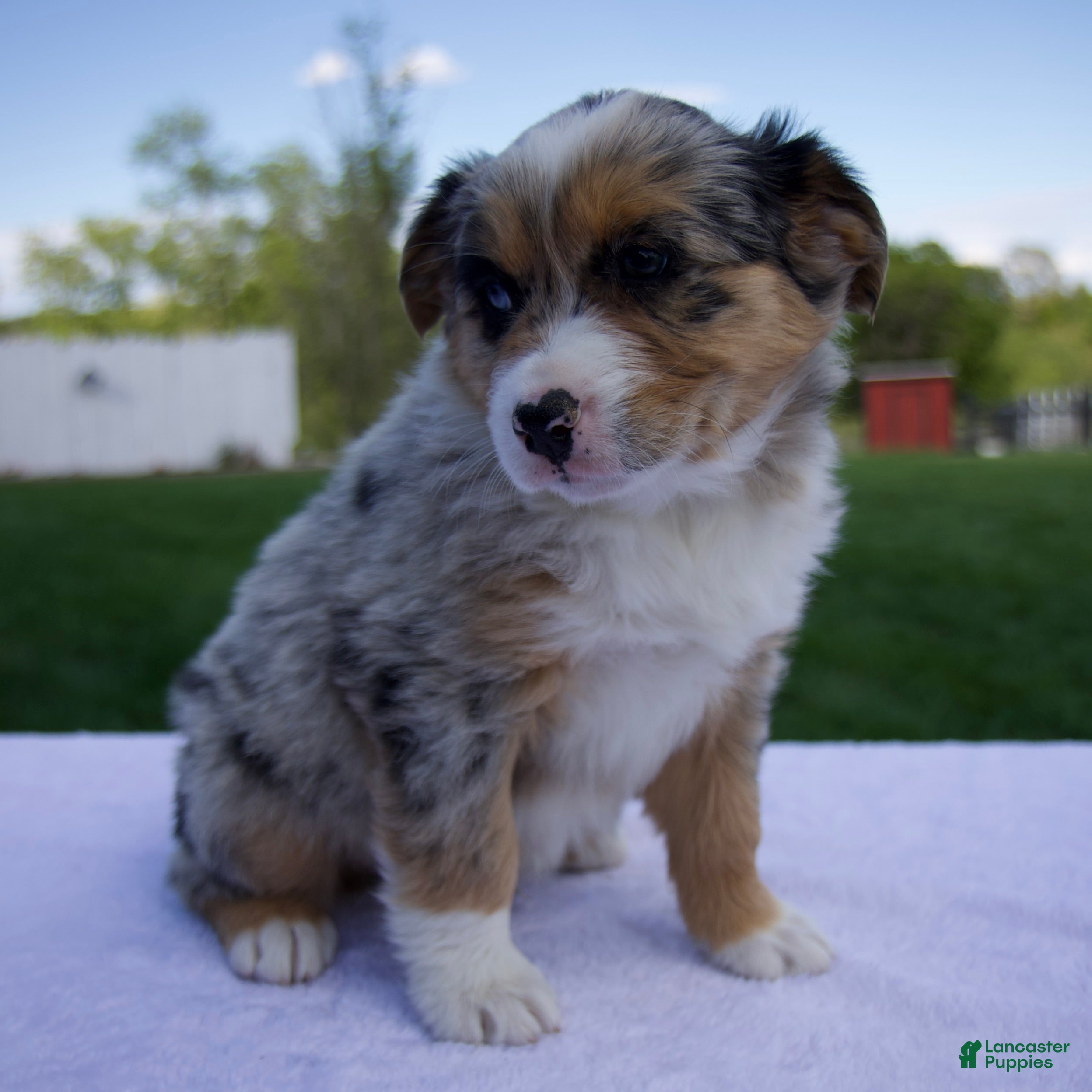 Australian Shepherd dogs Prince - Ad 2