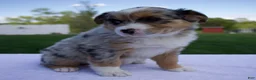 Australian Shepherd dogs for sale: Prince - Ad 2
