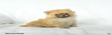 Peanut 