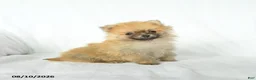 Pomeranian dogs for sale: Peanut  - Ad 1