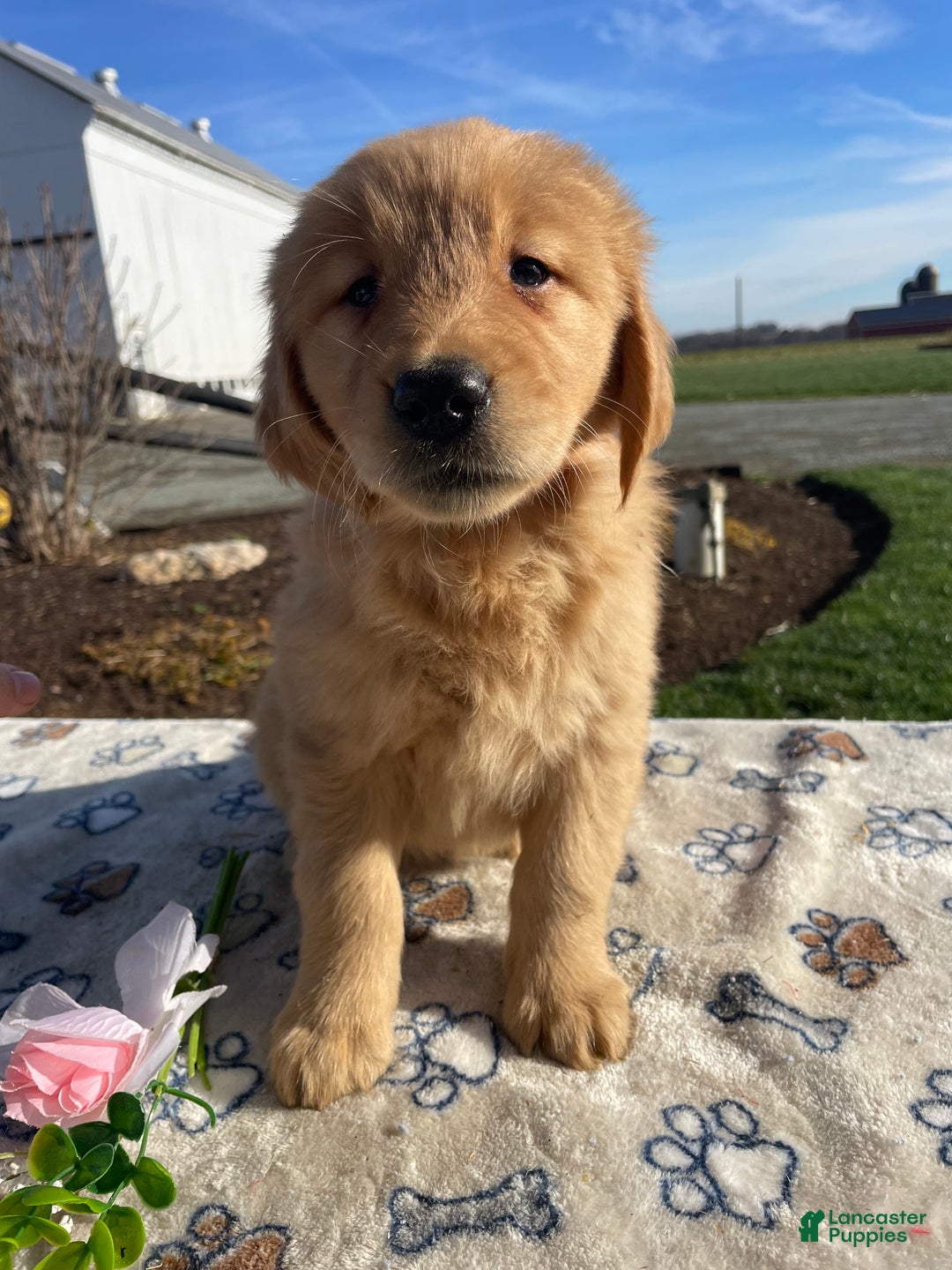 Golden Retriever dogs for sale: Ginger - Ad 1