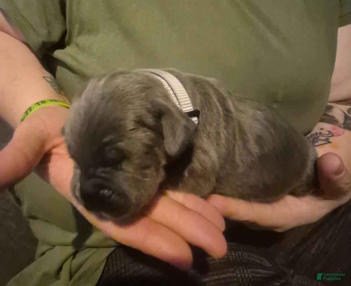 Cane Corso dogs Cane Corso Puppy 3 - Ad 31