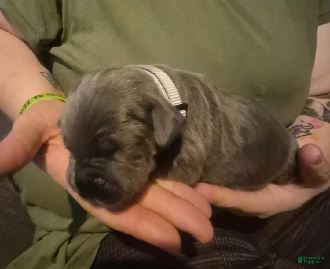 Cane Corso dogs for sale: Cane Corso Puppy 3 - Ad 1