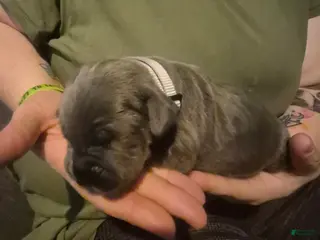 Cane Corso dogs Cane Corso Puppy 3 - Ad 31