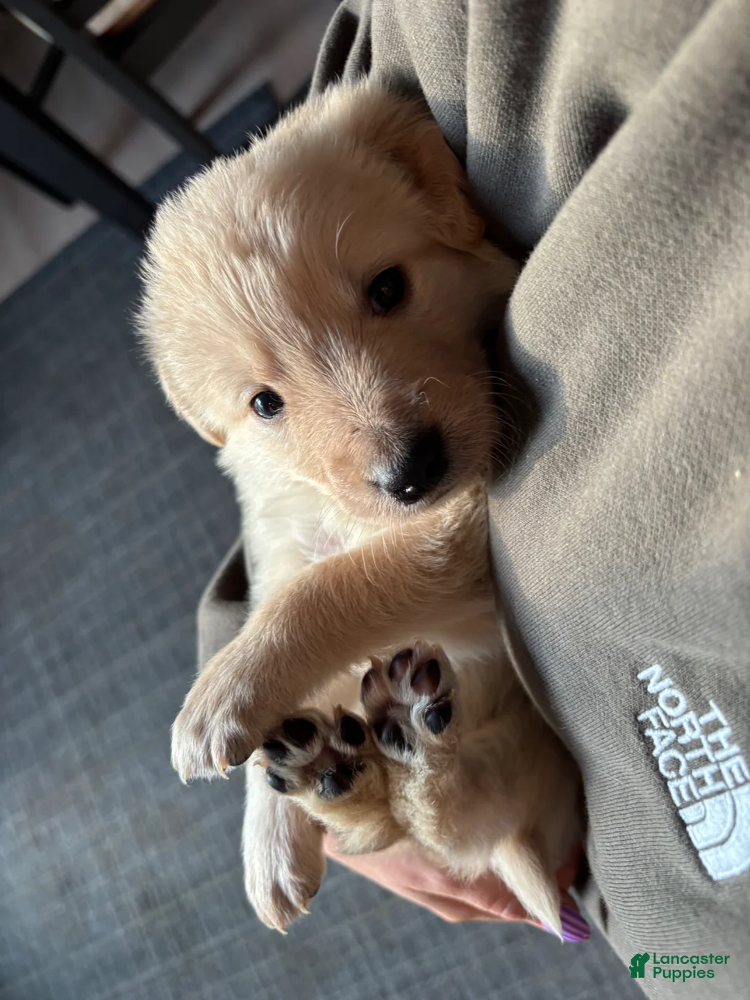 Mixed Breed dogs for sale: Lavender Collar - Ad 14