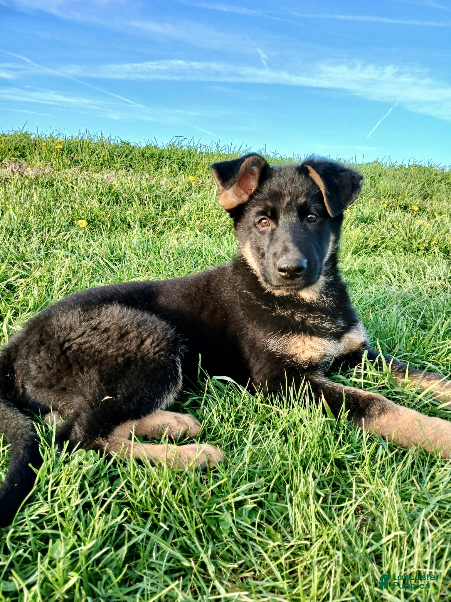 German Shepherd dogs Navy - Ad 1