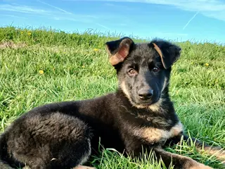 German Shepherd dogs for sale: Navy - Ad 2