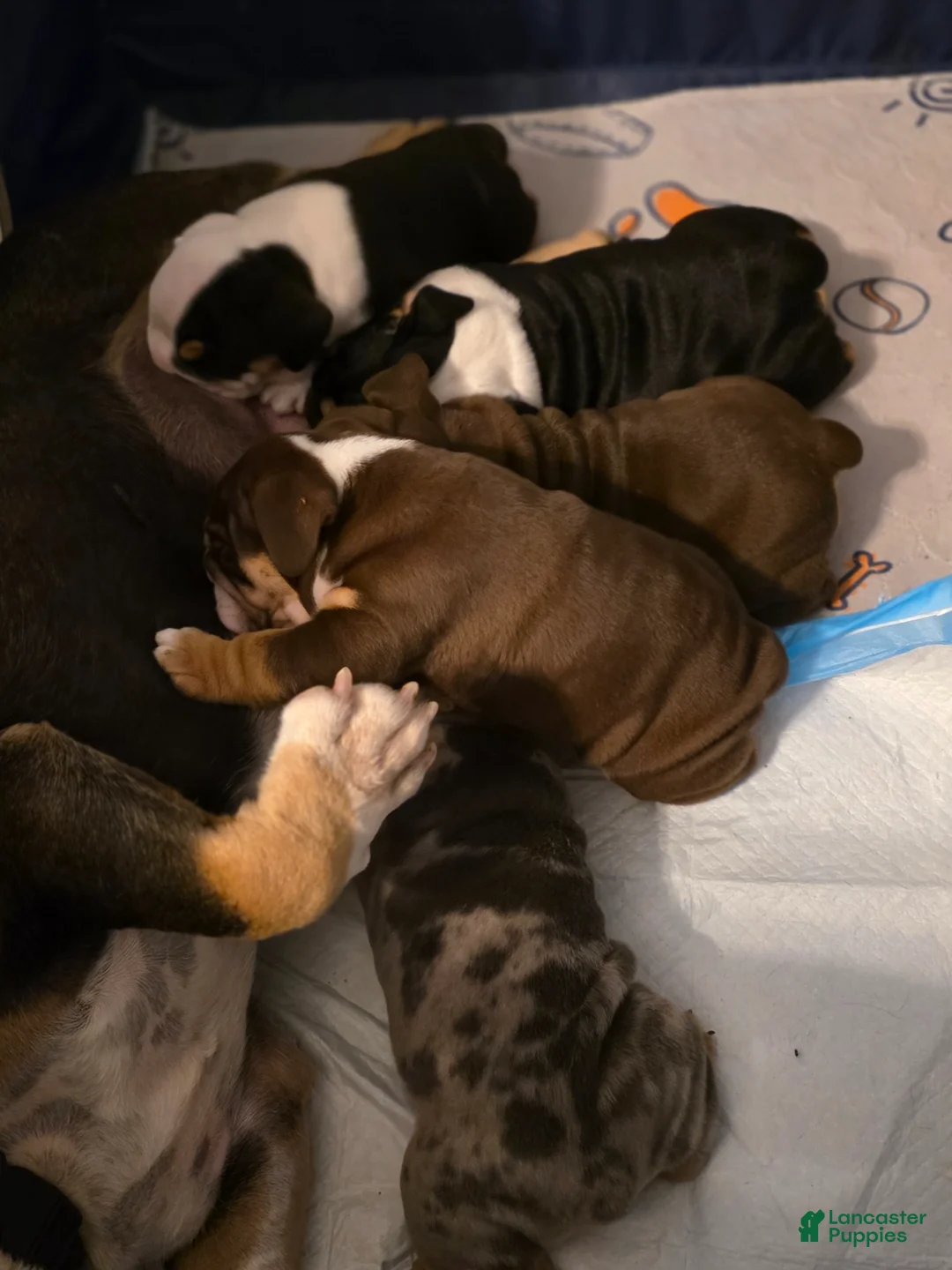 English Bulldog dogs for sale: Poseidon - Ad 5