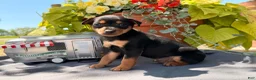 Miniature Pinscher dogs for sale: Kyle - Ad 1