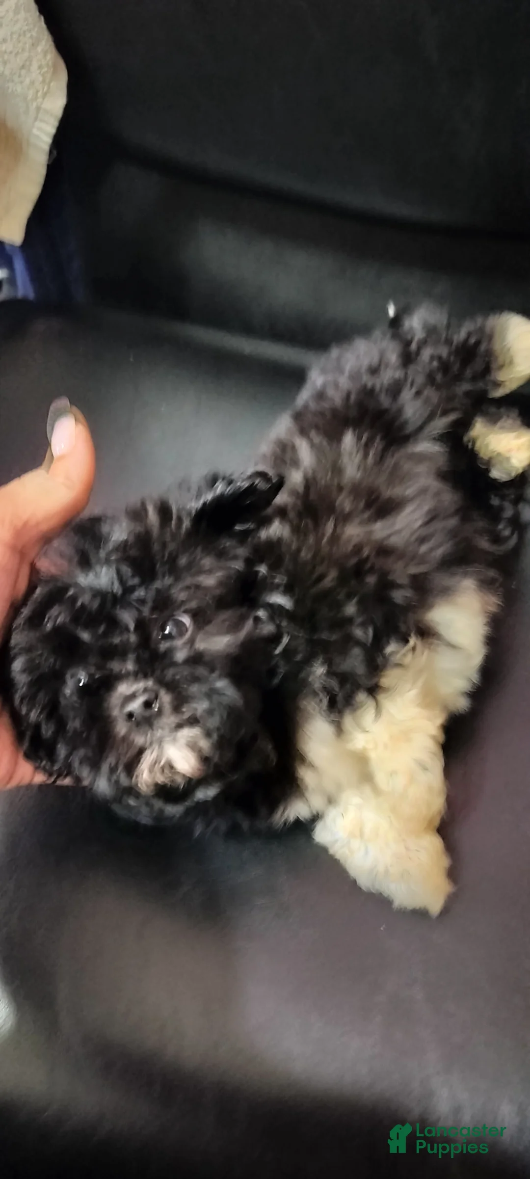 Mixed Breed dogs for sale: Mixed Breed Puppy 1 - Ad 2