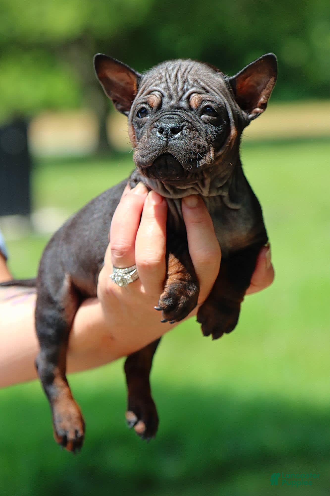 Shar Pei dogs Chongqin - Ad 2