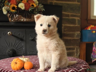 Mixed Breed dogs - Ad 1