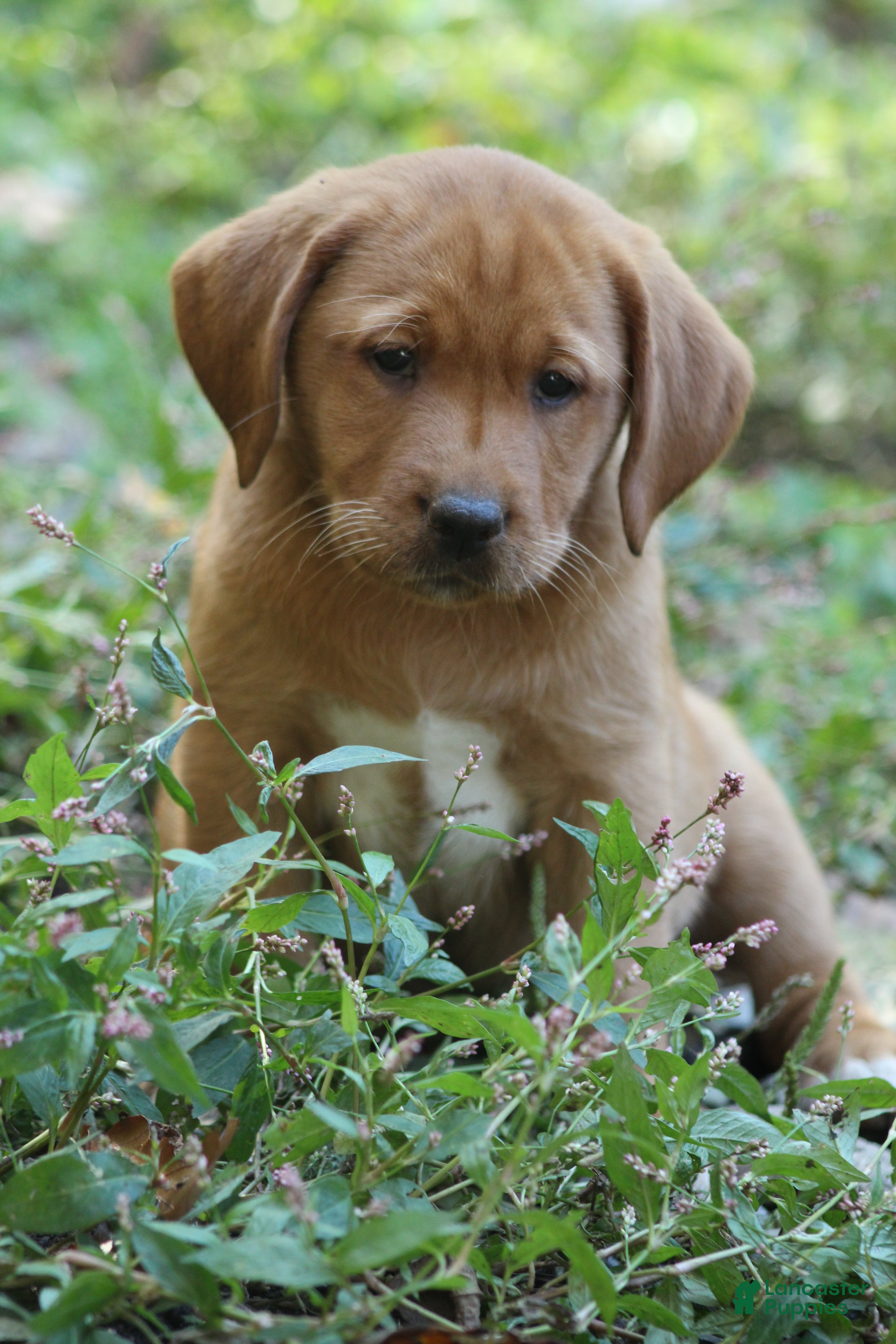 Labrador Retriever dogs Tinker - Ad 2