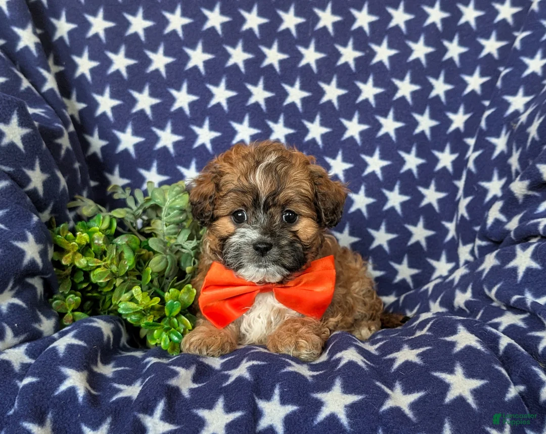 Shihpoo dogs for sale: Gage - Ad 5