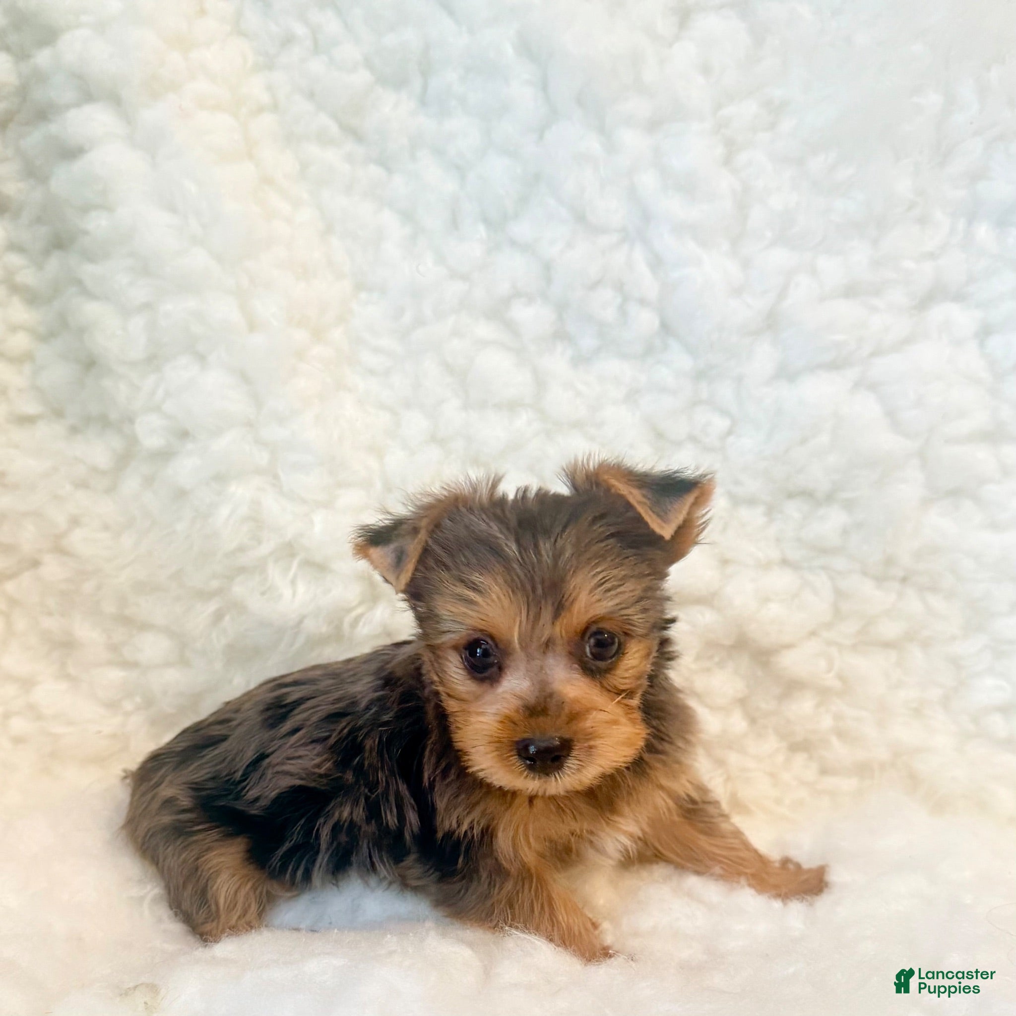 Yorkshire Terrier dogs Yo-yo tiny toy - Ad 2