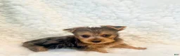 Yorkshire Terrier dogs for sale: Yo-yo tiny toy - Ad 2