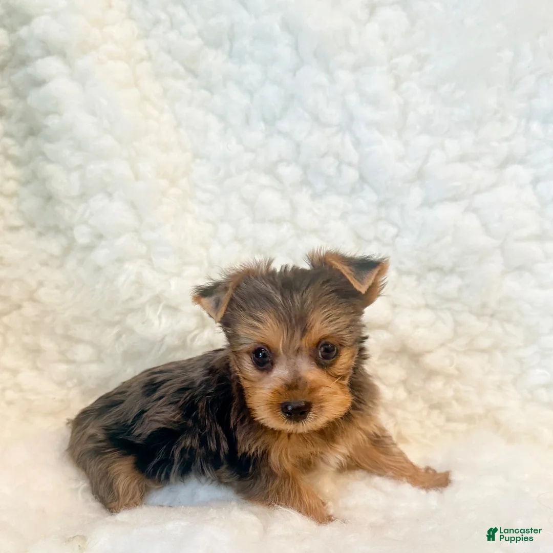 Yorkshire Terrier dogs for sale: Yo-yo tiny toy - Ad 2