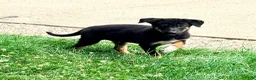 Mixed Breed dogs for sale: Thor - Ad 3