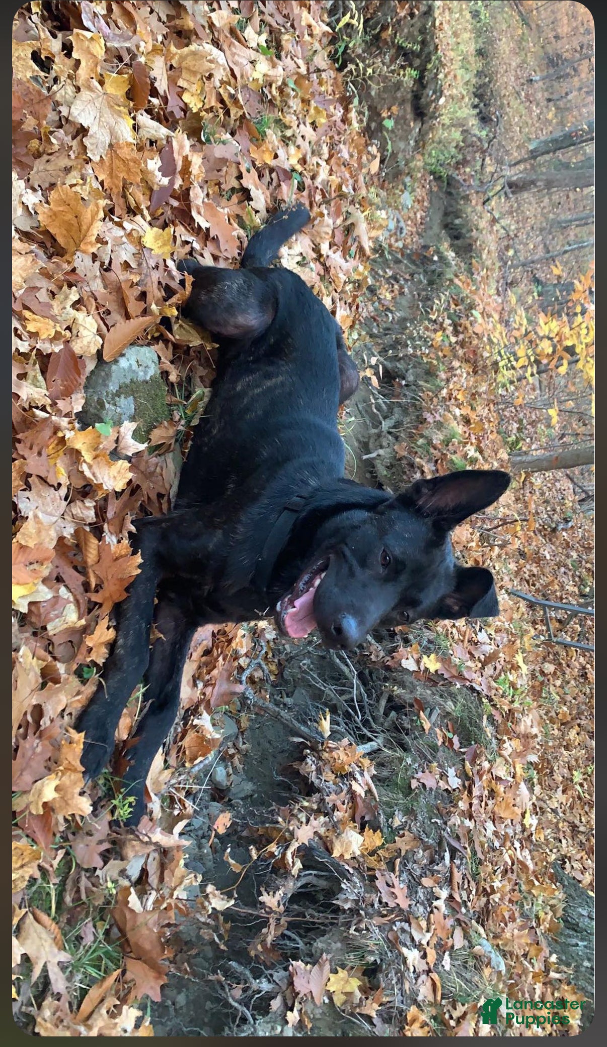 Dutch Shepherd dogs Dutch Shepherd  - Ad 2