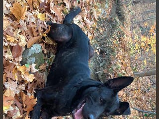 Dutch Shepherd dogs Dutch Shepherd - Ad 6