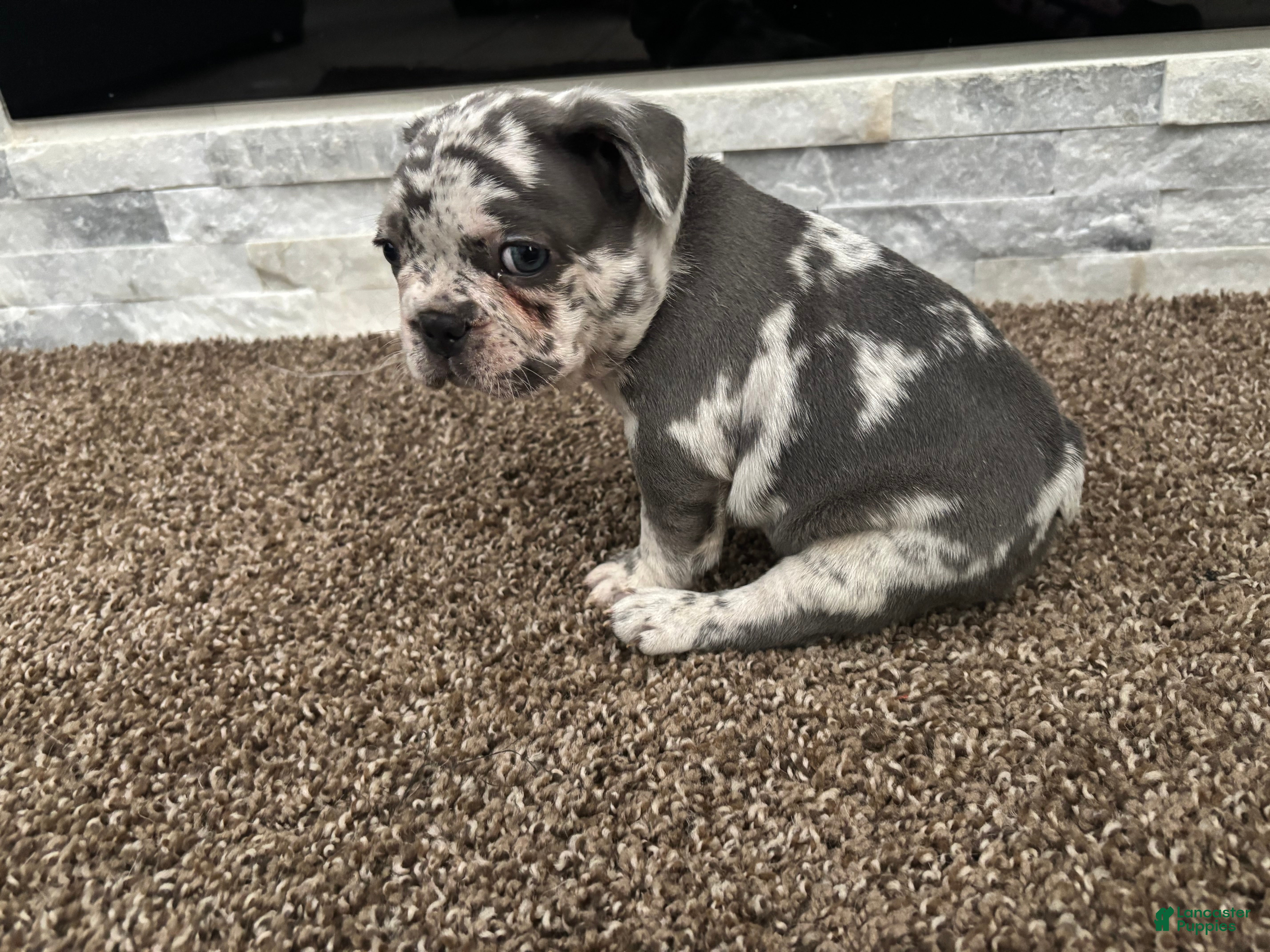 French Bulldog dogs for sale: Milo - Ad 2