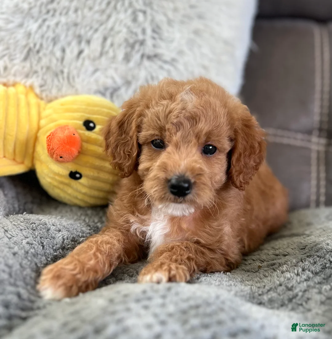 Mini Goldendoodle dogs for sale: Ozzy (Micro Mini) - Ad 2