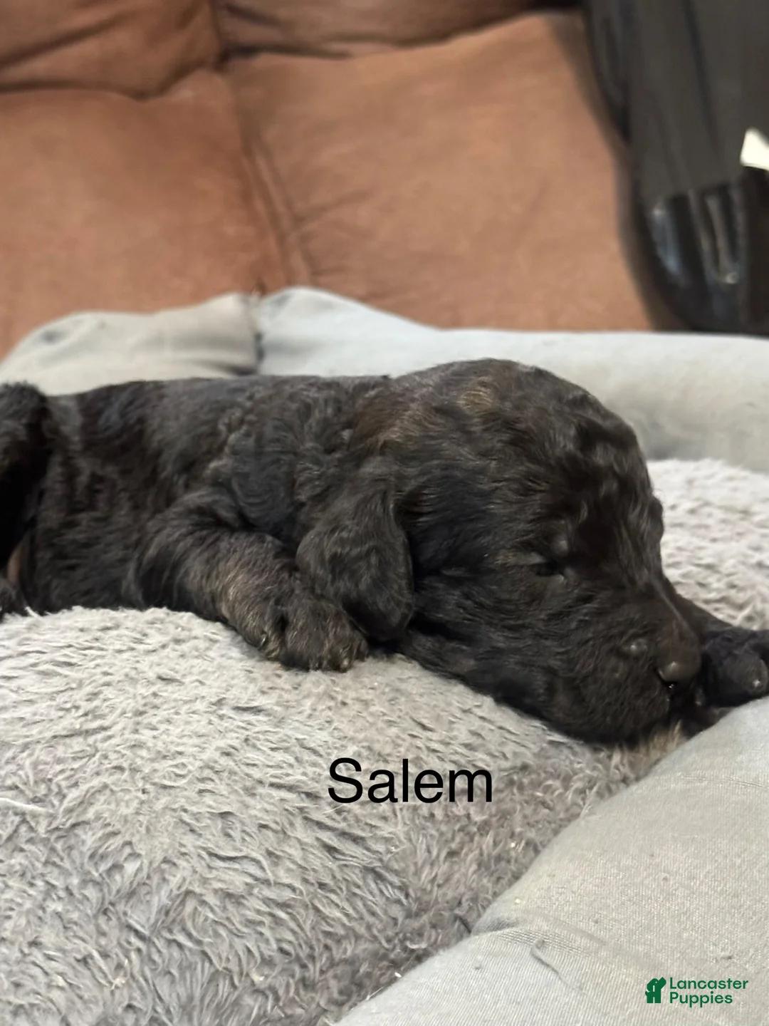 Standard Poodle dogs for sale: Salem - Ad 2