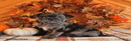 Pug dogs for sale: Dawson - Ad 3