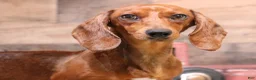 Miniature Dachshund dogs for sale: Petal blue/tan pied smooth f - Ad 6