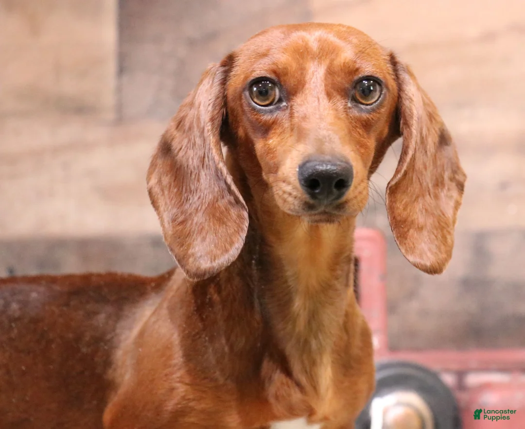 Miniature Dachshund dogs for sale: Petal blue/tan pied smooth f - Ad 6