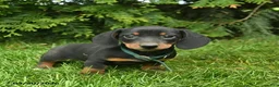 Miniature Dachshund dogs for sale: Lee  - Ad 5